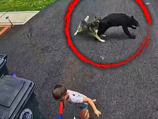 un fiel husky salvo a un nino de 6 anos del ataque de un oso negro