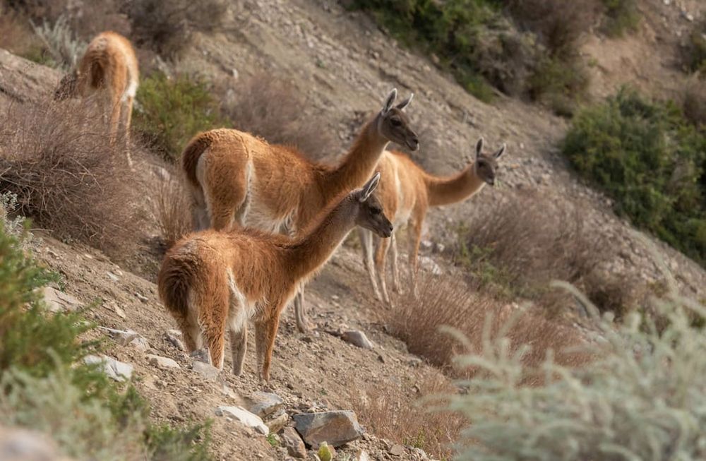 Gracias a la Reserva Natural Villavicencio que realiza un trabajo de conservación, protección y prevención del impacto antrópico, varias especies de animales que habitan la montaña mendocina han recuperado su población. Fotos: Ignacio Blanco / Los Andes
