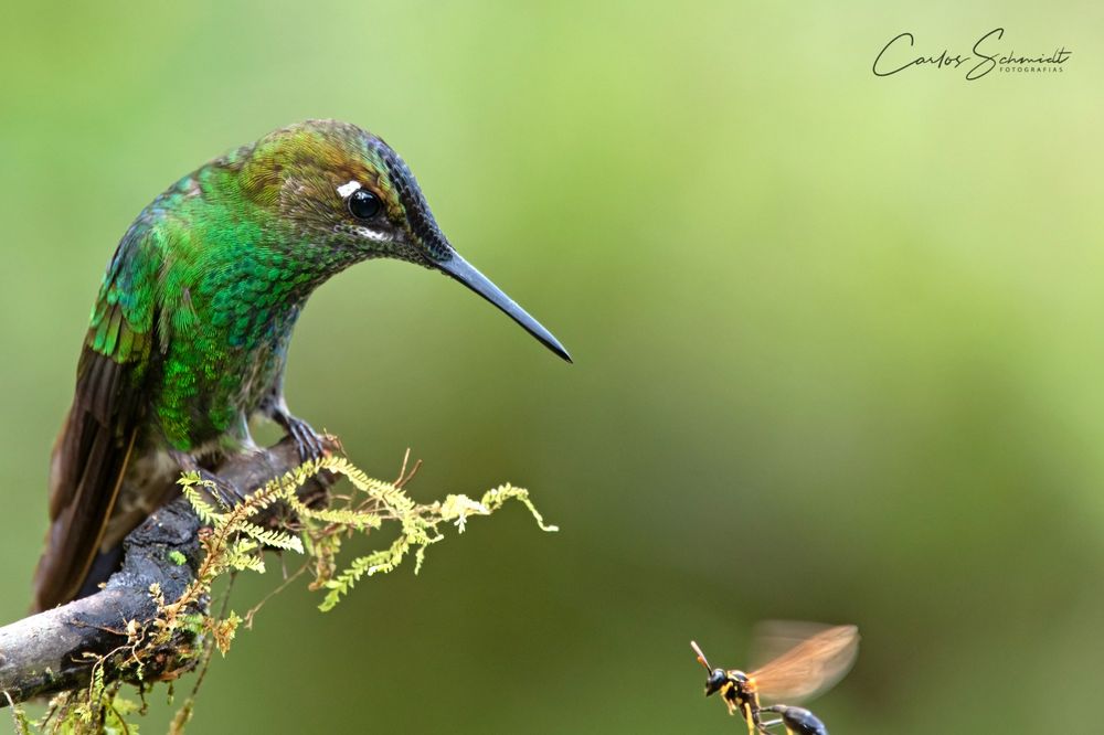 Naturaleza maravillosa: las impresionantes fotos del mendocino que 