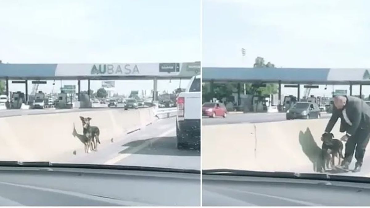 Video emotivo: vio un perro solo y asustado en una autopista de Buenos ...