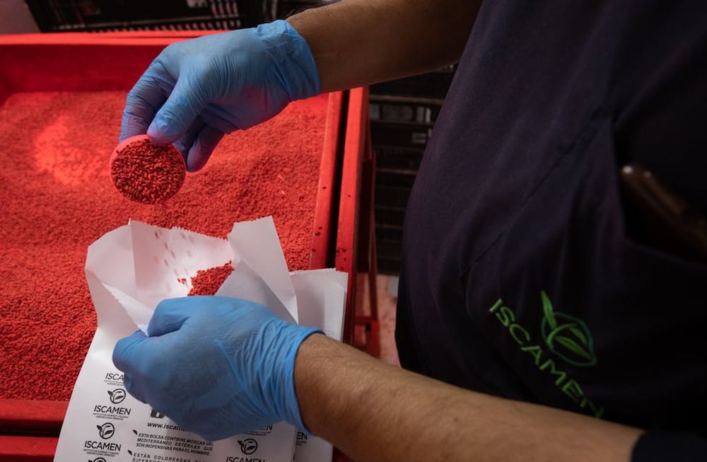 La Biplanta de Iscamen produce más de 400 millones de pupas estériles por semana, esta producción abastece a Mendoza, a la patagonia Argentina y se exporta a Chile y Bolivia.  Foto: Ignacio Blanco / Los Andes