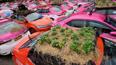 Los Andes | Plantas en los techos de los taxis en Tailandia. Foto: Sakchai Lalit / AP