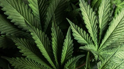 En el marco regulatorio en materia de Cannabis medicinal y Cáñamo Industrial se cosechó las primeras plantas en tres localidades de Buenos Aires.