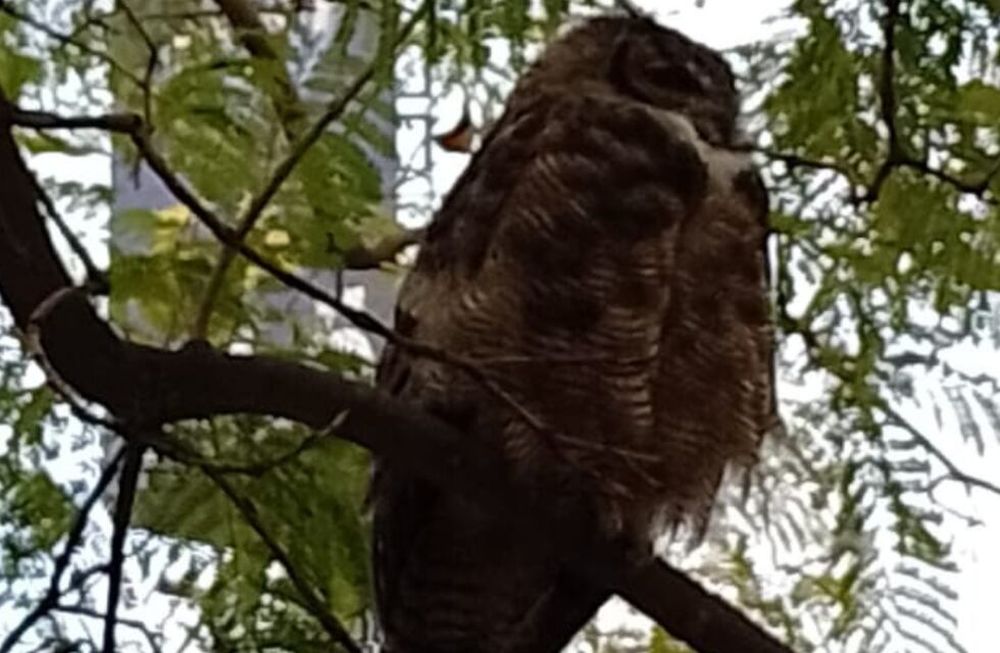 El extraño habitante que sorprende a los vecinos y estudiantes de la UTN y está “instaladísimo” en el lugar. Foto: gentileza Nancy Sabatini