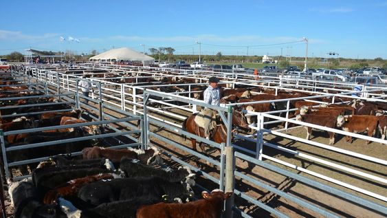 Si bien el sector lleva varios años con altos y bajos, lo cierto es que desde la aparición de la soja, la ganadería ha comenzado a tener preponderancia en otras zonas.