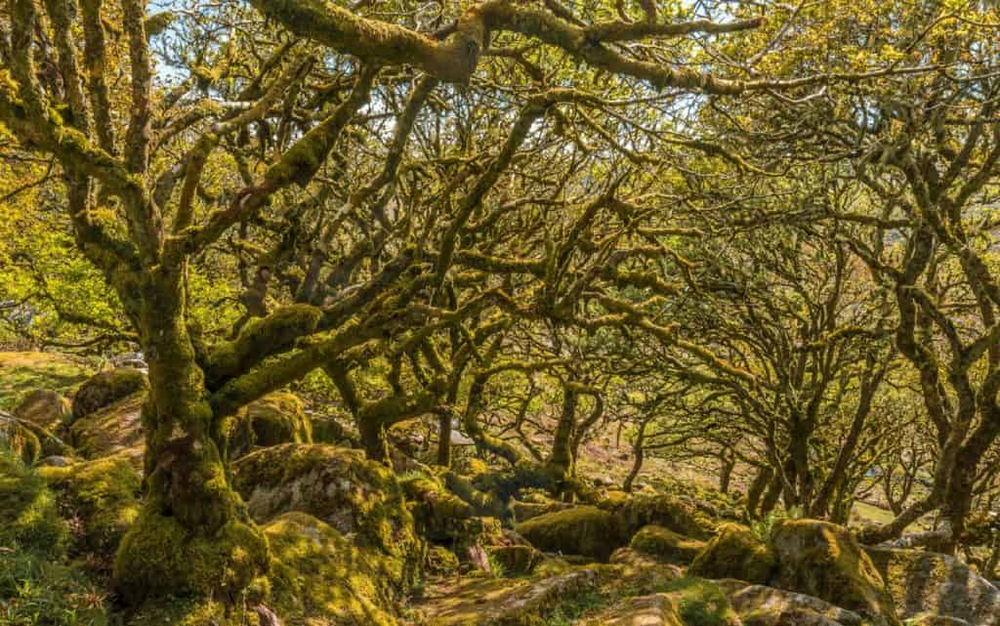 Una c&aacute;mara trampa captur&oacute; cr&iacute;as de marta silvestre tras 100 a&ntilde;os en el suroeste de Inglaterra, un descubrimiento clave en fotograf&iacute;a y conservaci&oacute;n de animales.