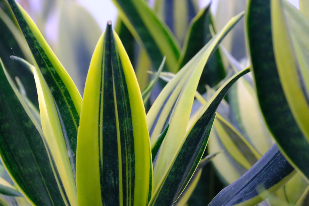 Las plantas ayudan en jardinería, mejoran el jardín y previenen humedad.