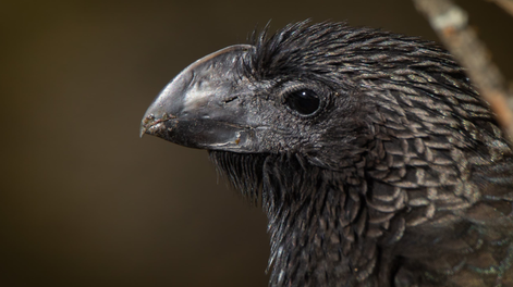 Impactantes fotos de dos especies de aves llamativas y poco vistas en Mendoza. Foto: Gentileza Martín Pérez (@cuyo.birding.3)