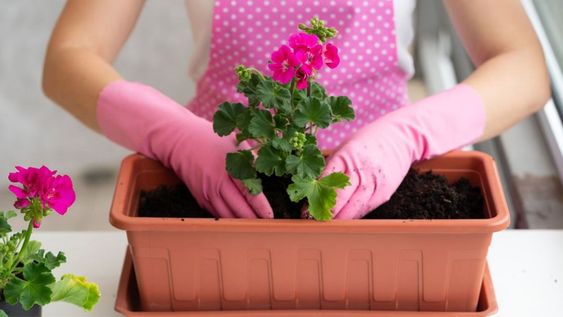 Este ingrediente natural, agregado en la tierra de la maceta puede lograr tener a esta planta húmeda y libre de bacterias en verano.