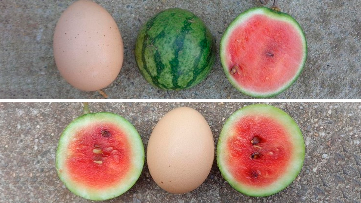 Crean sandías del tamaño de un huevo y buscan revolucionar la producción agrícola
