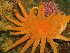 Así luce la estrella de mar girasol.&nbsp;