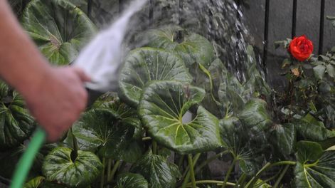 El clásico del verano - Por Alejandra Vargas