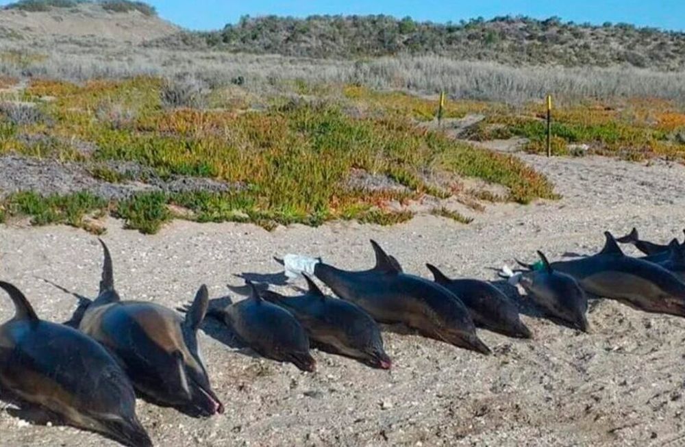 Aparecieron 15 delfines muertos en Río Negro