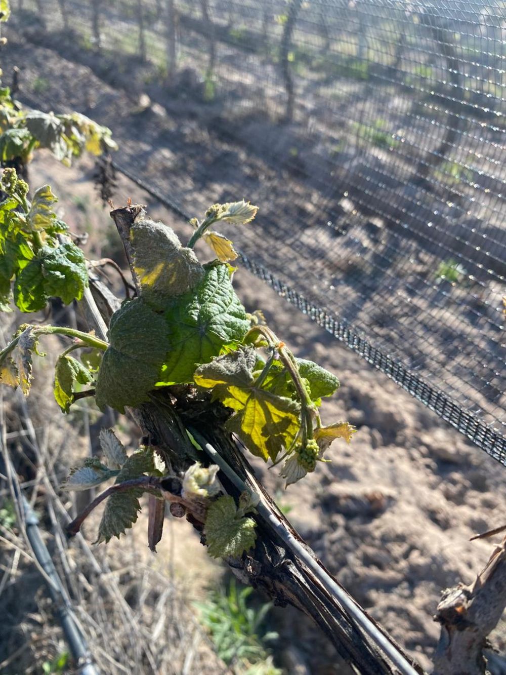 Las heladas tardías de esta mañana afectaron a viñedos y ciertos frutales del Valle de Uco, el Sur y Luján