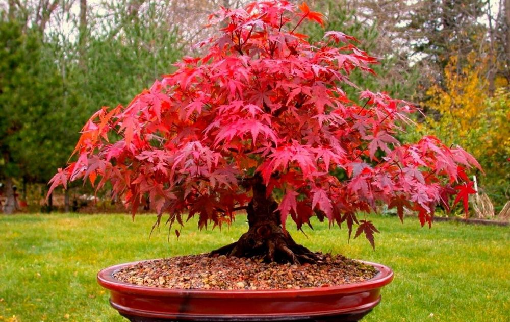 Este árbol deslumbra cada año con diferentes tonalidades que transforman cualquier balcón o terraza en un rincón natural de gran belleza.