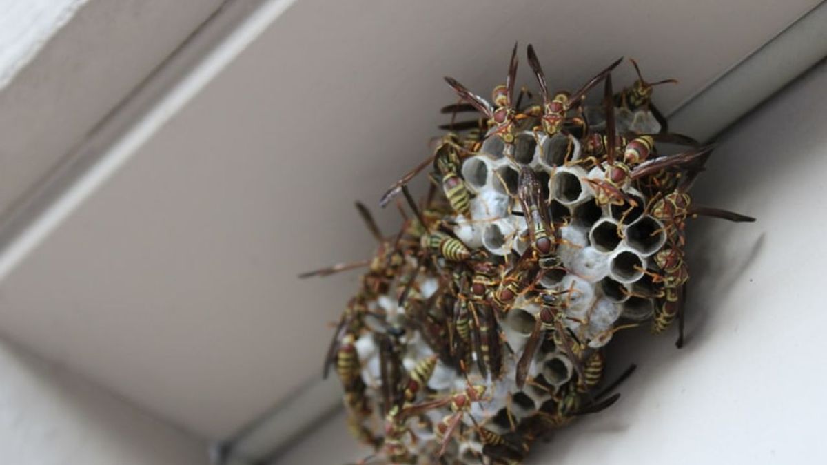 Qué significa que las avispas se instalen en tu casa y qué trucos las alejan en minutos