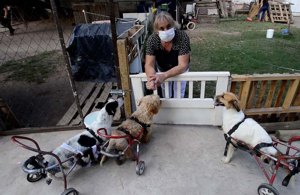 Sonia afirma que desde pequeña rescata animales. En su propia casa funciona el hospital para canes lisiados. Foto: Claudio Gutiérrez / Los Andes
