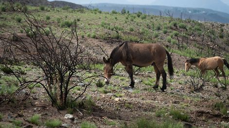 Los Andes | Potrerillos ha sido víctima de graves incendios anteriormente. En julio de 2019, se registró un fuego devastador. Aquí, imágenes del Puesto la Hoyada en las Vegas, Potrerillos camina por los campos quemados por los fue del mes de julio de aquel año. Foto: