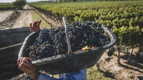 INV. Se espera una cosecha levemente superior.&nbsp;