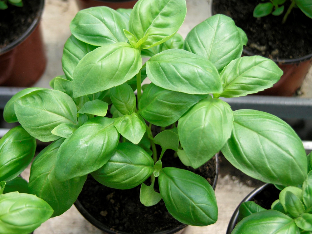 En jardín y jardinería, las plantas de albahaca alertan con hojas negras visibles.