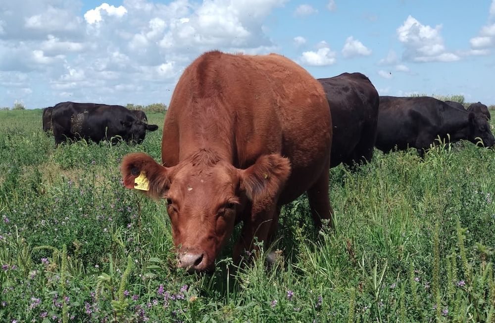 En la ganadería regenerativa, los animales se alimentan de pastizales naturales a los que se les permite un tiempo de recuperación óptimo para su rebrote y desarrollo. (Gentileza Asociación Grass Fed)