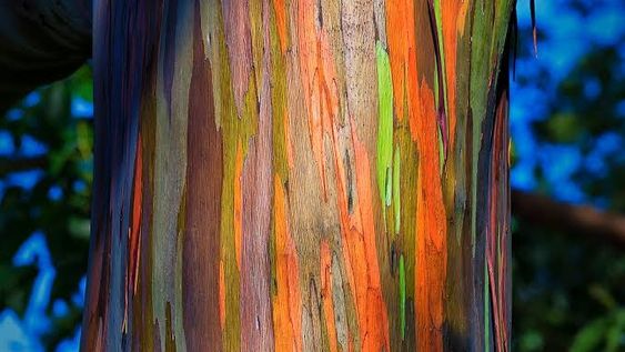 el arbol con mas colores del mundo: como cultivarlo en el jardin y renovar tu casa