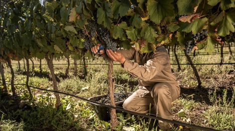 Paritaria vitivinícola: ante el anuncio del paro se dictó la conciliación obligatoria