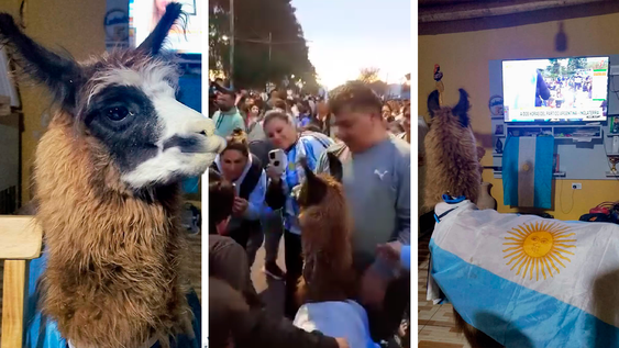 Bebé, la llama mundialista que volvió a recorrer las calles de La Paz.