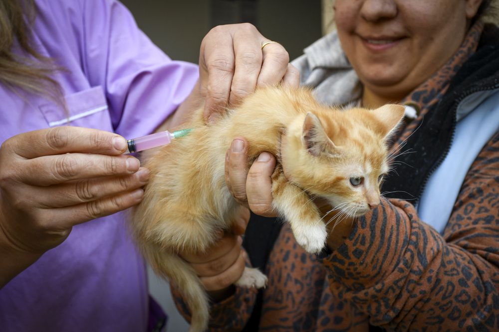 Medicamentos humanos y su uso en animales: tras la polémica en dos veterinarias, qué dicen las leyes. Foto: Imagen ilustrativa Medicamentos humanos y su uso en animales: tras la polémica en dos veterinarias, qué dicen las leyes. Foto: Imagen ilustrativa