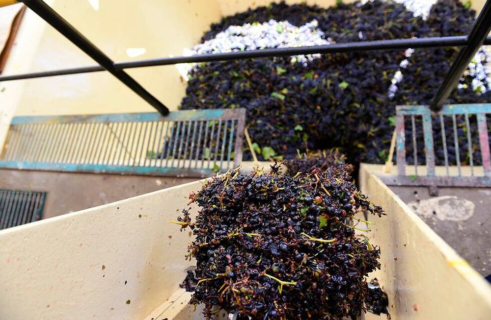 Este año el mercado destinó el 22% de la cosecha a la elaboración de mosto y otros productos derivados, contra un 26% registrado en la temporada pasada.