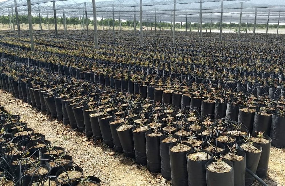 ¿Por qué plantar pistachos?