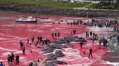 Los Andes | La cruel tradición de Islas Feroe de matar delfines ha recibido repudio mundial. Foto: Twitter @Bravo19703