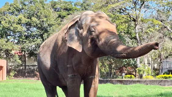 Tras más de 40 años en cautiverio, el elefante Sandro, de Brasil, comenzará una nueva vida en un refugio.&nbsp;