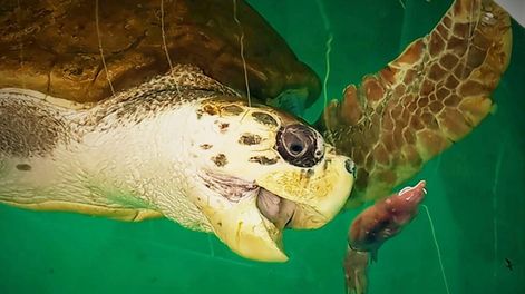 El tortugo Jorge cumple un año en su nuevo hogar en Mar del Plata