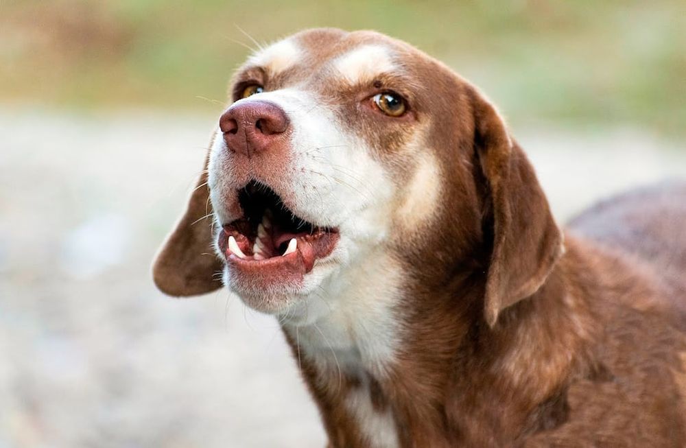 Por qué los perros ladran a algunas personas y a otras no.