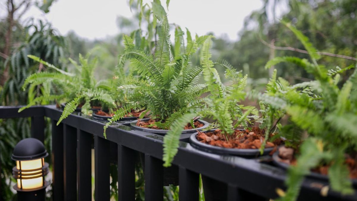 No es para decorar: que significa poner una planta de helechos en el balcón