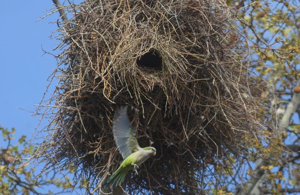 Desde la floración, estas aves atacan principalmente frutales de carozo. Las pérdidas, en algunos casos, llegan al 100%. Complejo panorama. / José Gutiérrez
