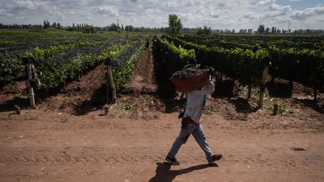 El paisaje vitícola de Mendoza / Foto: Ignacio Blanco