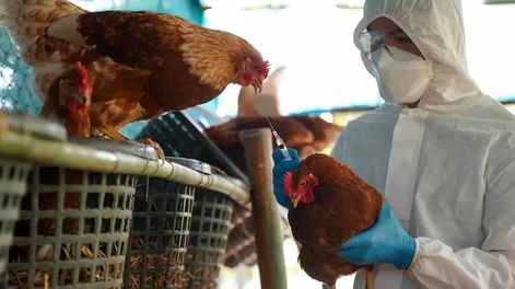 Mendoza en alerta por los casos de gripe aviar en otras provincias.  - Los Andes