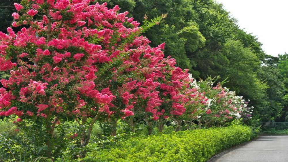 Jardín y jardinería eligen plantas arbóreas limpias que atraen aves todo el año