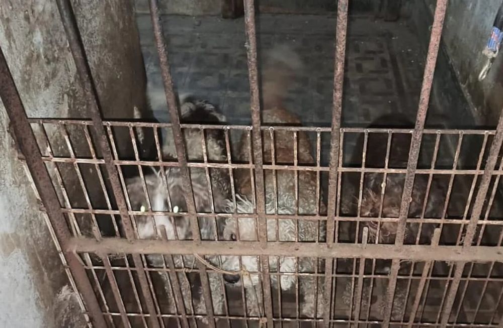 Los animales rescatados fueron acogidos por las ONGs Callejeros casa quiere, Red 4 patas y Ayudacan, para luego ser entregados en adopción responsable, sintetizó la información.Foto: Noticias Argentinas - Ministerio Público Fiscal CABA.