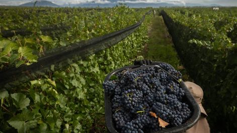 Foeva y las bodegas acordaron un aumento del 12% en cuotas, con ajustes diferenciados para viña y bodega. Foto: Ignacio Blanco / Los Andes