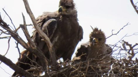 Los Andes | Video: necesitaba ir al baño, se adentró en el campo y encontró un animal en peligro de extinción. Foto: Adrián Gorrindo - Departamento de Fauna Silvestre de Mendoza.