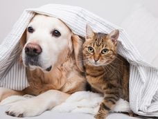 Cada vez más personas eligen cámaras de seguridad para vigilar a sus mascotas a distancia