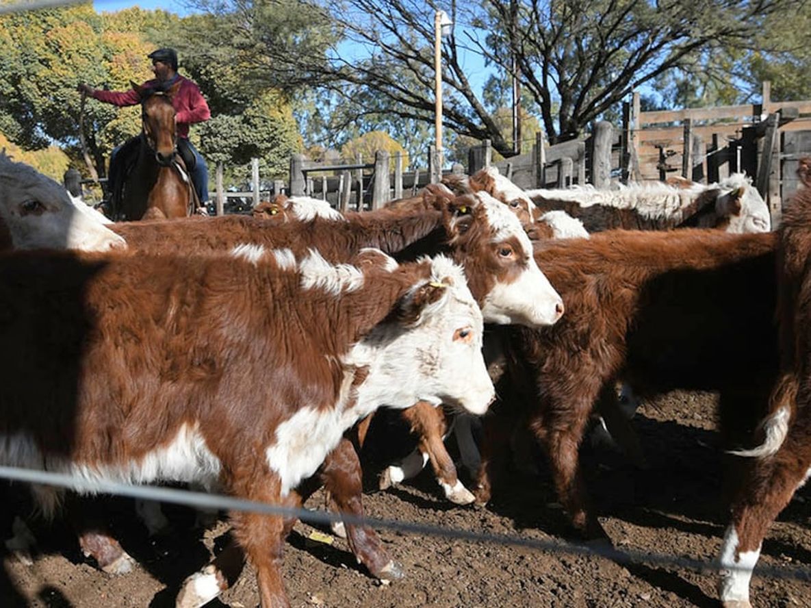 También influye la situación económica del país: un 62% de los encuestados consideró que podría desmejorar dentro de un año.Foto: Ignacio Blanco / Los Andes