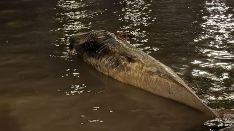 Encuentran otra ballena muerta en la Costanera Norte: el segundo caso en menos de una semana.
