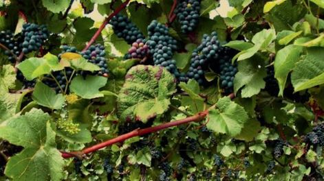 Solicitada: FECOVITA, balance falso y concurso preventivo