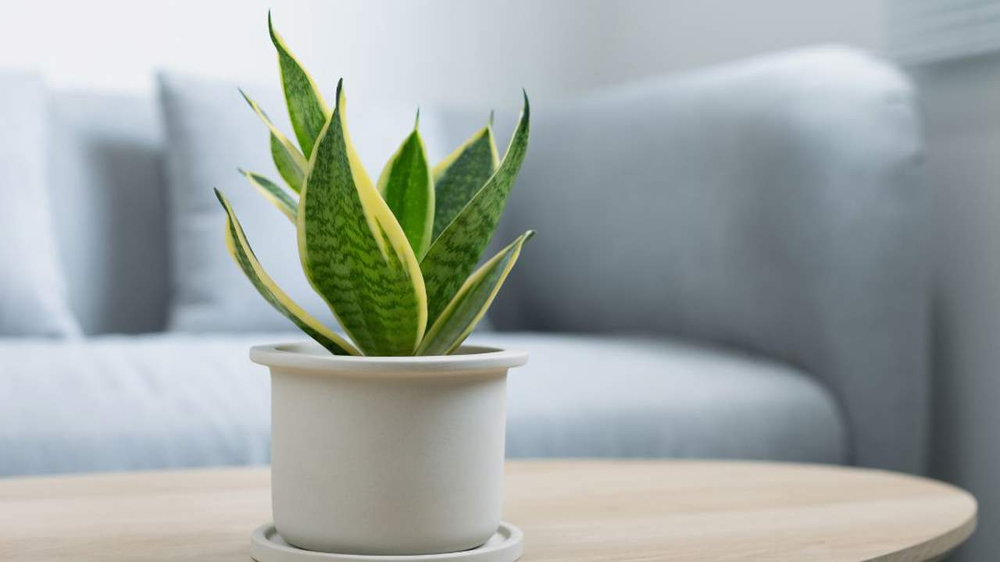 Esta planta es adecuada para cambiar la energía de hogar y decorar.