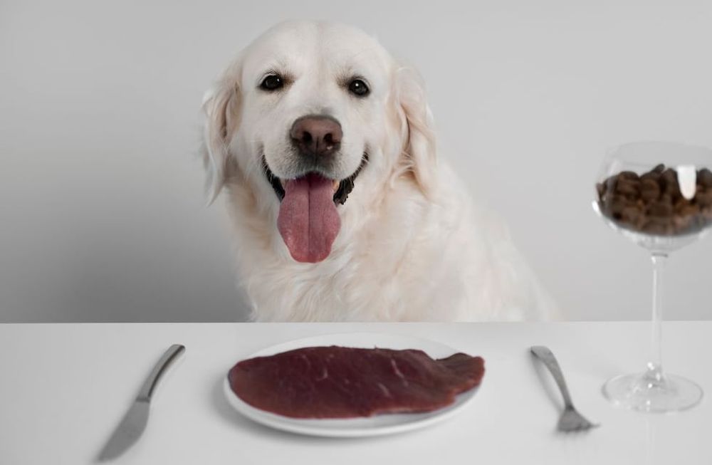 Qué alimentos son perjudiciales para un perro.