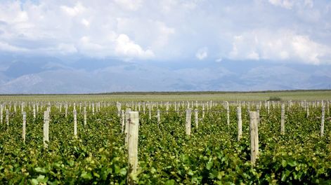 Qué nos dejó la vendimia de este año - Por María Soledad Gonzalez